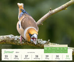 Heimische Vögel 2027 - Wochenkalender