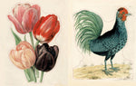 John Derian Sticker Book II (Innenansicht)