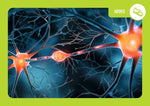 Neurodiversität in der Kita (Innenansicht)