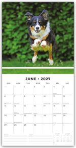 Border Collies - Border Collie 2027 - 16-Monatskalender
