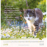 Katzen-Tatzen 2027
