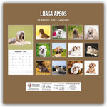 Lhasa Apsos - Lhasa Apso 2027 - 16-Monatskalender