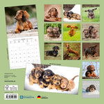 Dackel / Dachshund 2027