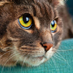 Cool Cats 2027