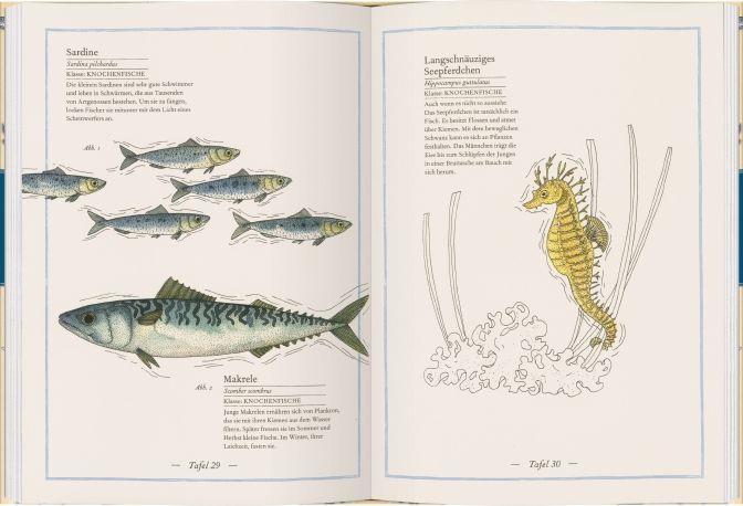 Blauwal, Seestern, Oktopus (Innenansicht)