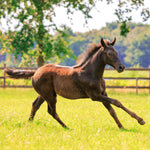 Magic Horses 2027
