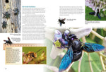 Entdecke Hummeln und andere Wildbienen
