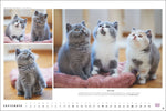 Whiskas Katzenkalender 2027