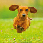Dackel / Dachshund 2027