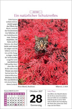 Katzen Tageskalender 2027 (Innenansicht)