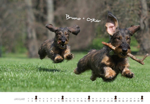 Dackel 2027 Wandkalender Hundekalender