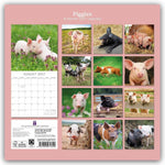 Piggies - Ferkel Schweine 2027 - 16-Monatskalender