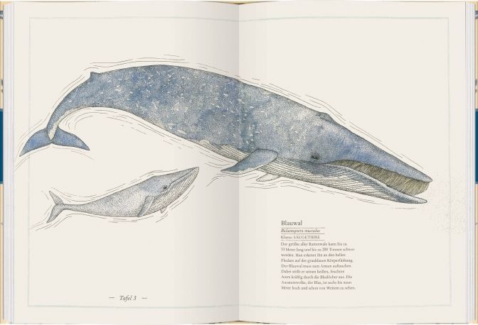 Blauwal, Seestern, Oktopus (Innenansicht)