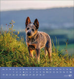 Hunde 2027