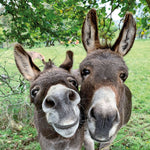 Esel / Donkeys 2027