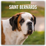 Saint Bernards - Bernhardiner 2027 - 16-Monatskalender