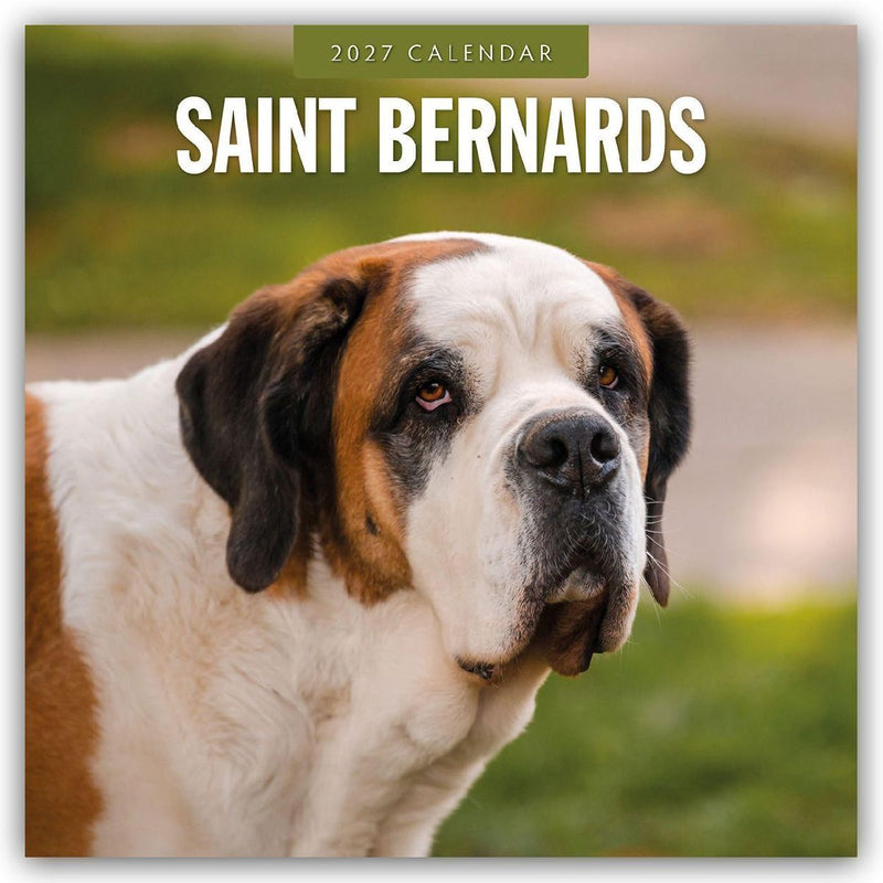 Saint Bernards - Bernhardiner 2027 - 16-Monatskalender