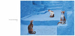 Katzen (Innenansicht)
