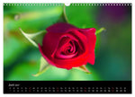 Traum Blumen (Wandkalender 2027 DIN A3 quer), CALVENDO Monatskalender