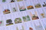 Lenormand Orakelkarten - rote Eule (Innenansicht)