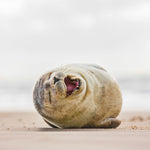 Lustige Tiere / Funny Animals 2027