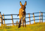 Postkartenblock Esel