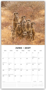 Meerkats - Erdmännchen 2027 - 16-Monatskalender