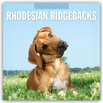 Rhodesian Ridgebacks - Rhodesian Ridgeback 2027 - 16-Monatskalender