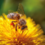 Bienen / Bees 2027