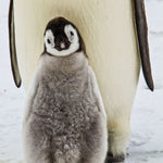 Penguins 2027