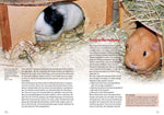 Meerschweinchen (Innenansicht)