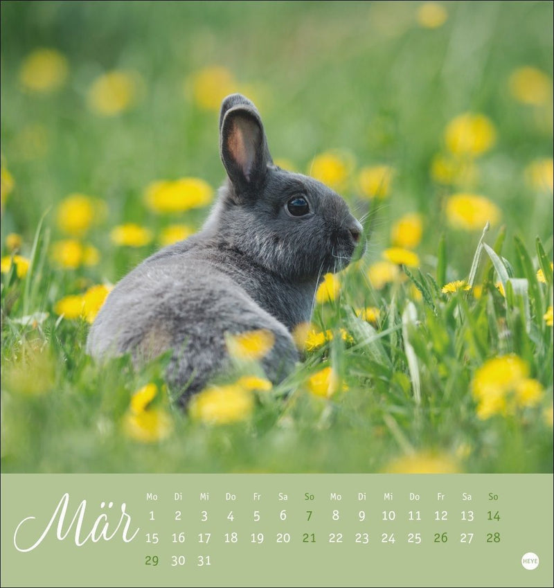 Süße Kaninchen Postkartenkalender 2027 (Innenansicht)