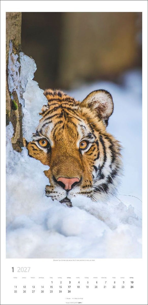 Big Cats Kalender 2027