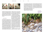 Ratten (Innenansicht)