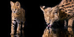 Katzen