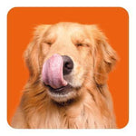Memo-Spiel: Funny Dogs! (Innenansicht)