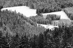 Schwarz. Wald. Land. (Innenansicht)