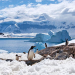 Penguins 2027
