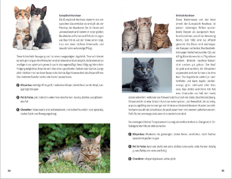 101 Dinge, die man wissen muss, wenn ein Katzenbaby einzieht (Innenansicht)