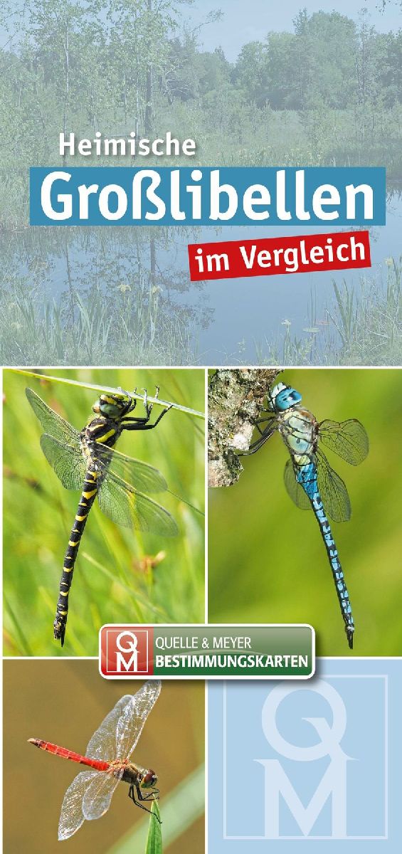Heimische Großlibellen im Vergleich. 10er-Set