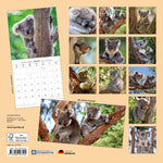 Koalas 2027
