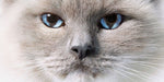 Katzen