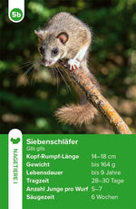 Einheimische Säugetiere - das Quartett-Spiel