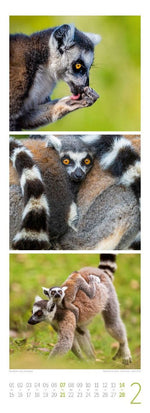 Tierwelten Triplet-Kalender 2027 | Artenvielfalt & Lebensräume