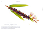 Seeds (Innenansicht)