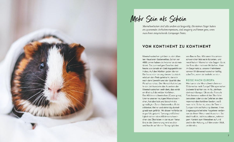 Meerschweinchen (Innenansicht)