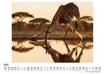 Giraffe (Innenansicht)
