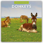 Donkeys - Esel 2027 - 16-Monatskalender