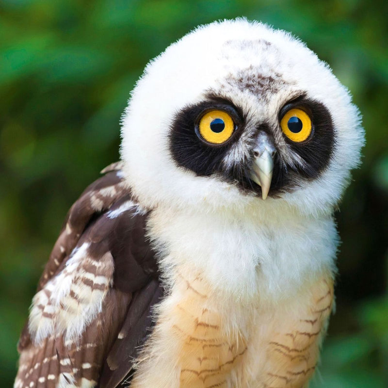 Magic Owls 2027 (Innenansicht)