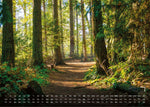 Wald - Erholung für Mensch und Tier - 2027 - Kalender DIN A3